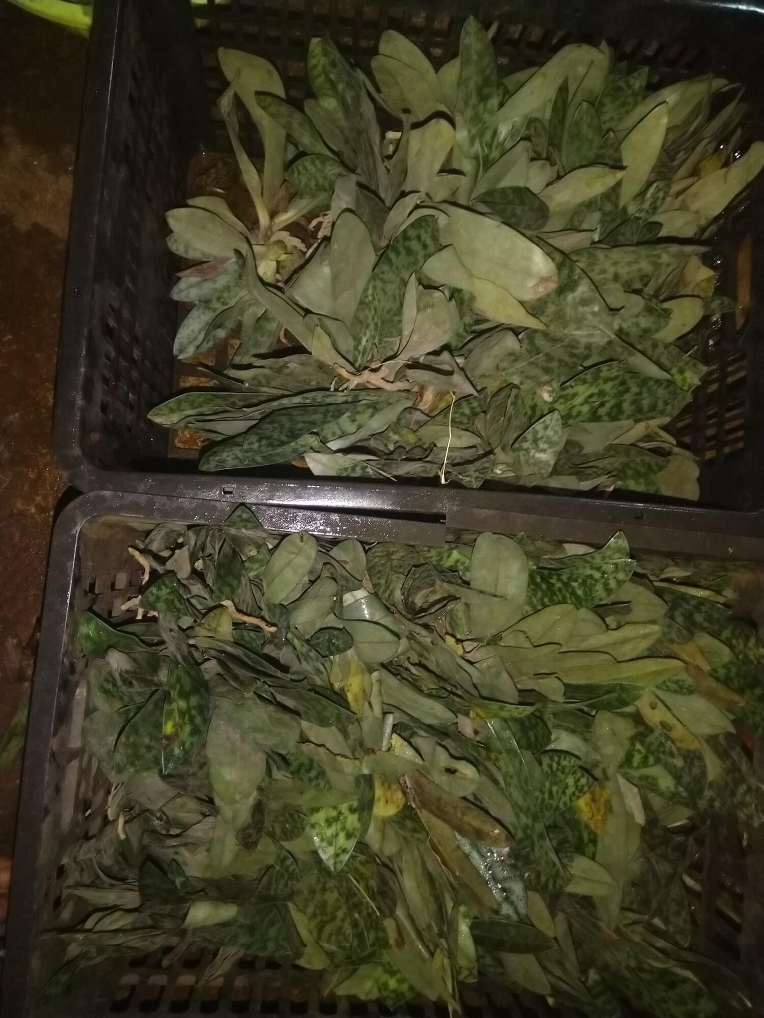 Hoa Lan hài vân nam(1 cây)