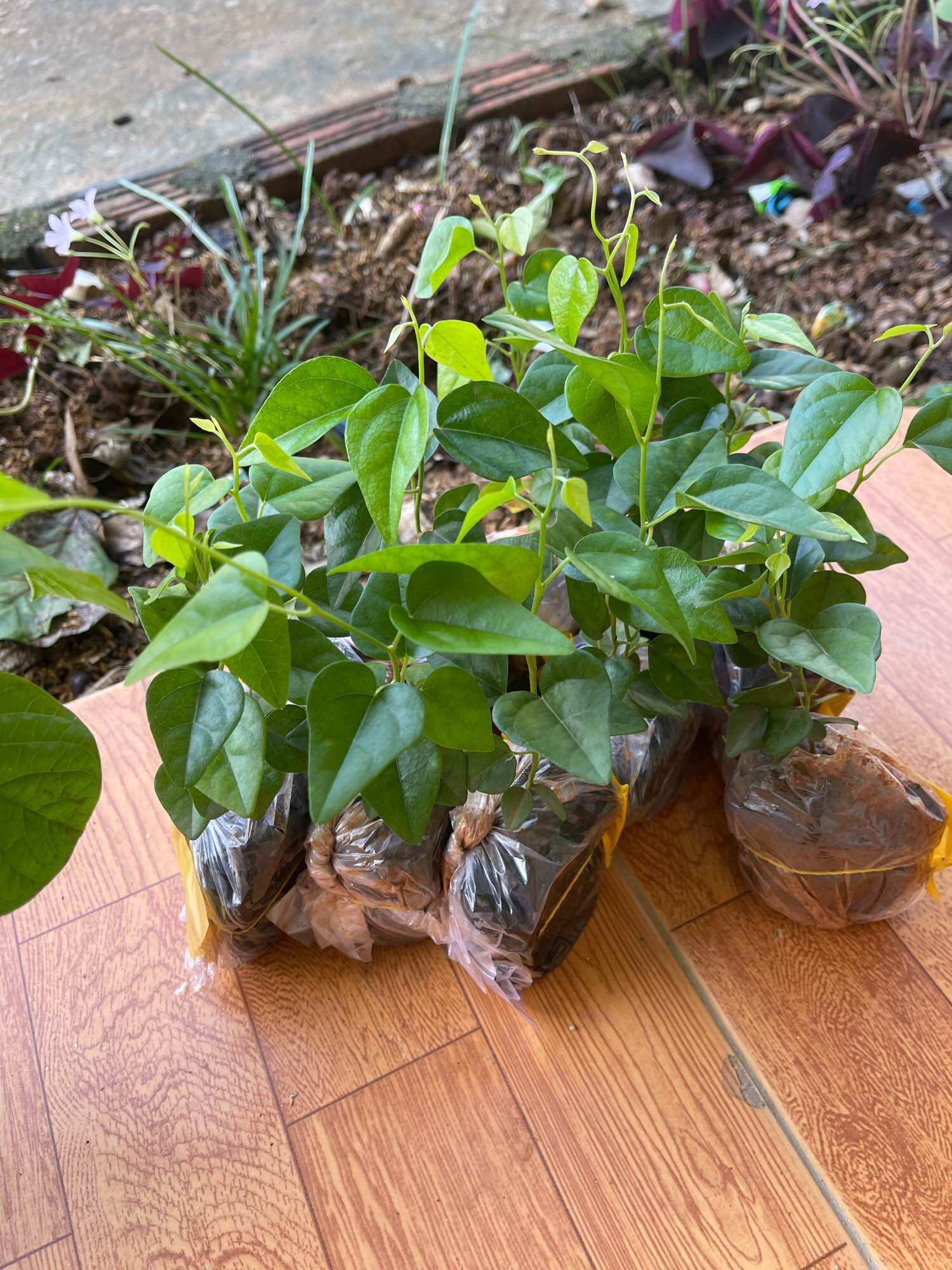 Cây giống sâm sương