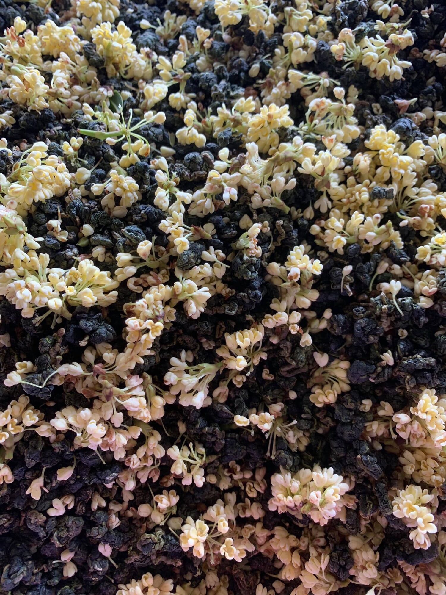 Trà Oolong Quế Hoa - Túi 100gr -  Tằng Vĩnh An