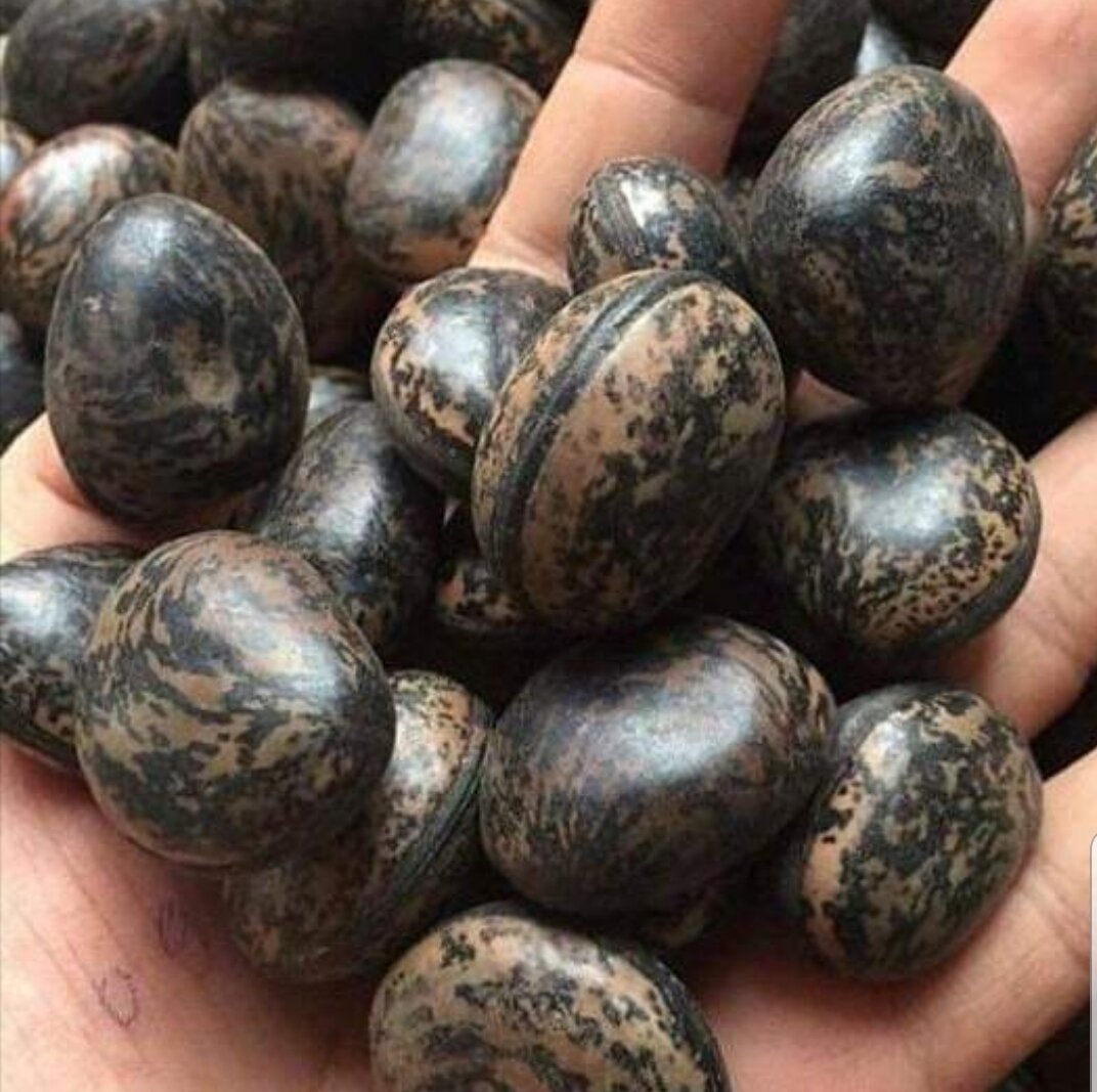 Hạt đậu lào hút độc