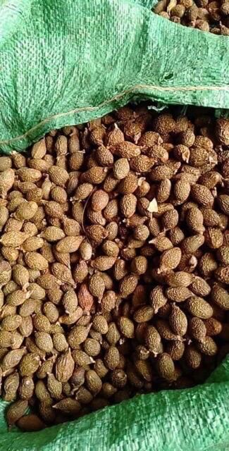 500gram hạt ươi bay rừng Kon Tum