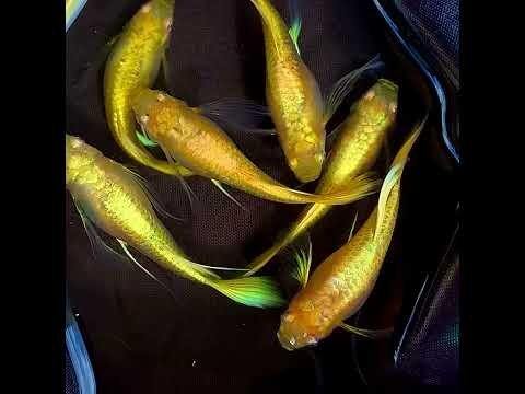 Gold rb - 7 màu đẹp