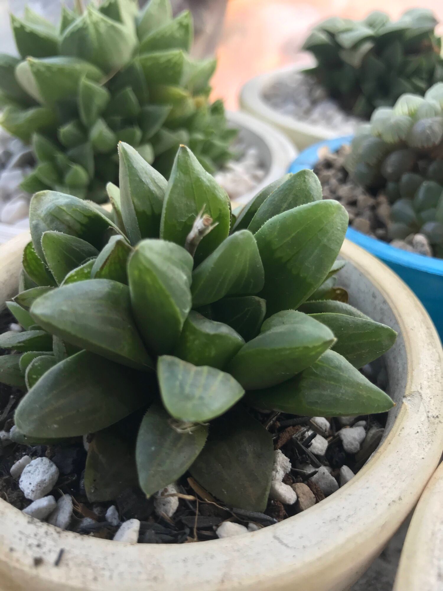 Sen  đá Haworthia