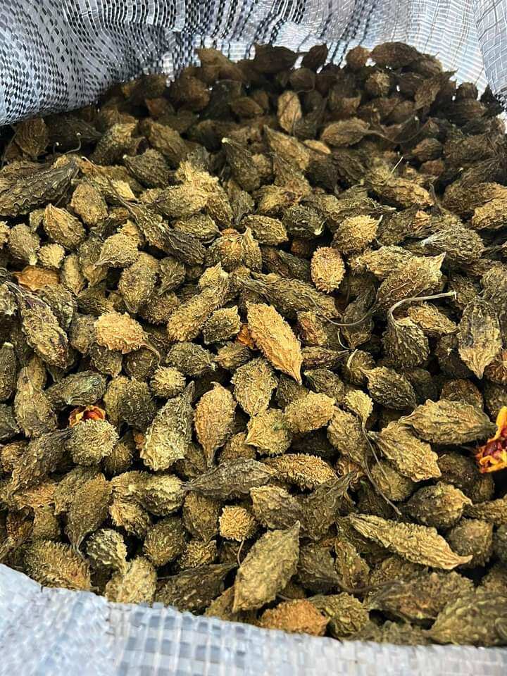 KHỔ QUA RỪNG( MƯỚP ĐẮNG RỪNG) NGUYÊN QUẢ