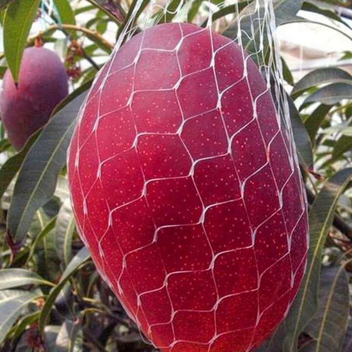 Xoài đỏ nhật. 