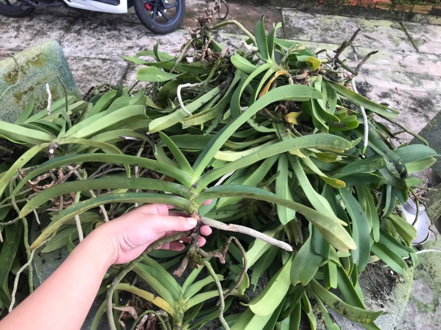 Thanh Lý Ngọc Điểm lỗi