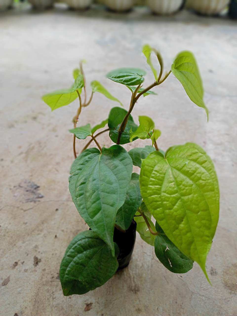 Bầu giống cây trầu không ,cây giống trầu nhai cau ,cây trầu ăn lá