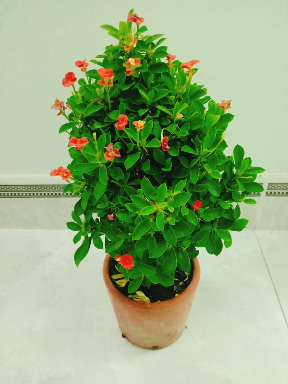 Cây xương rồng bát tiên mini nhật