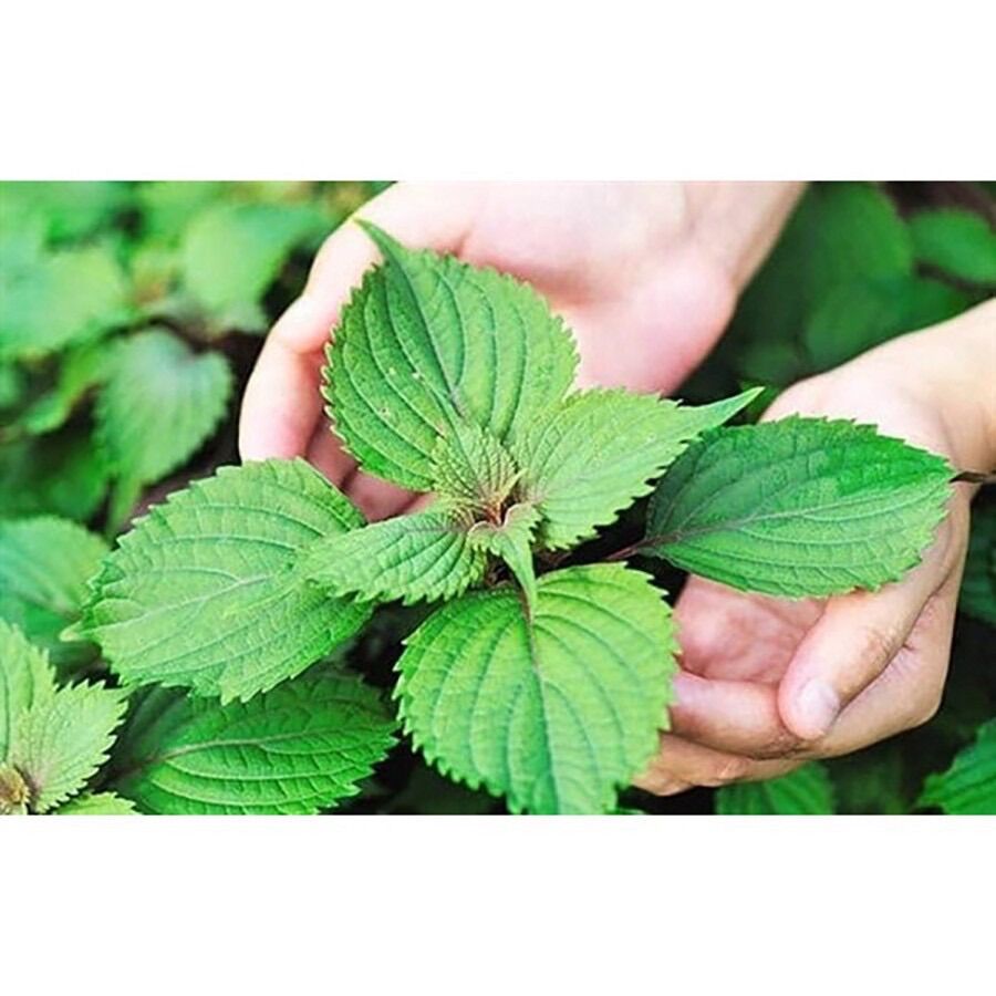 Bột tía tô sấy lạnh hộp 250g
