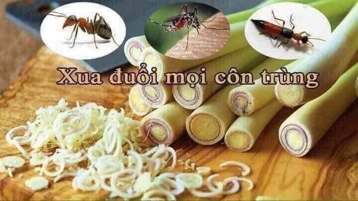 Tinh dầu Sả Quế