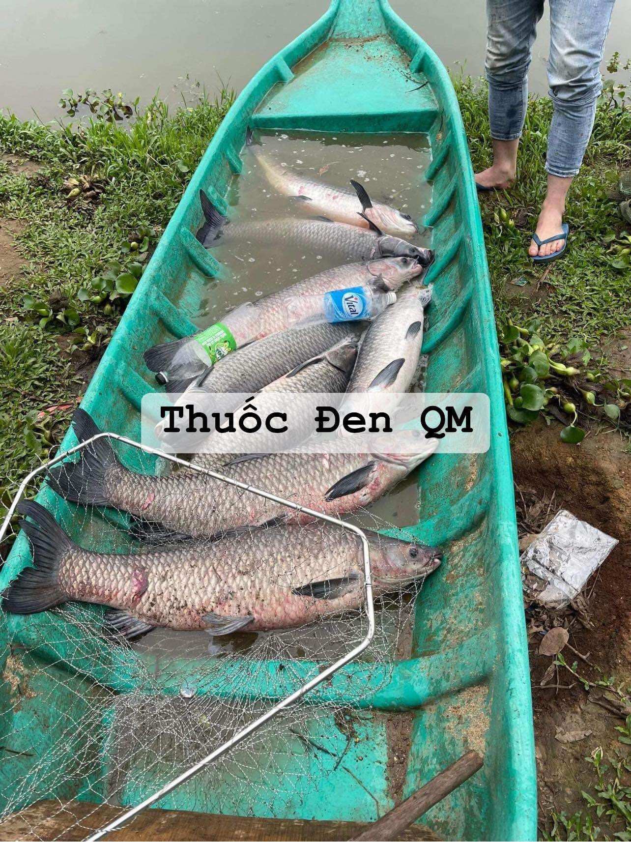 Mồi thuốc bắc ủ ốc câu trắm đen