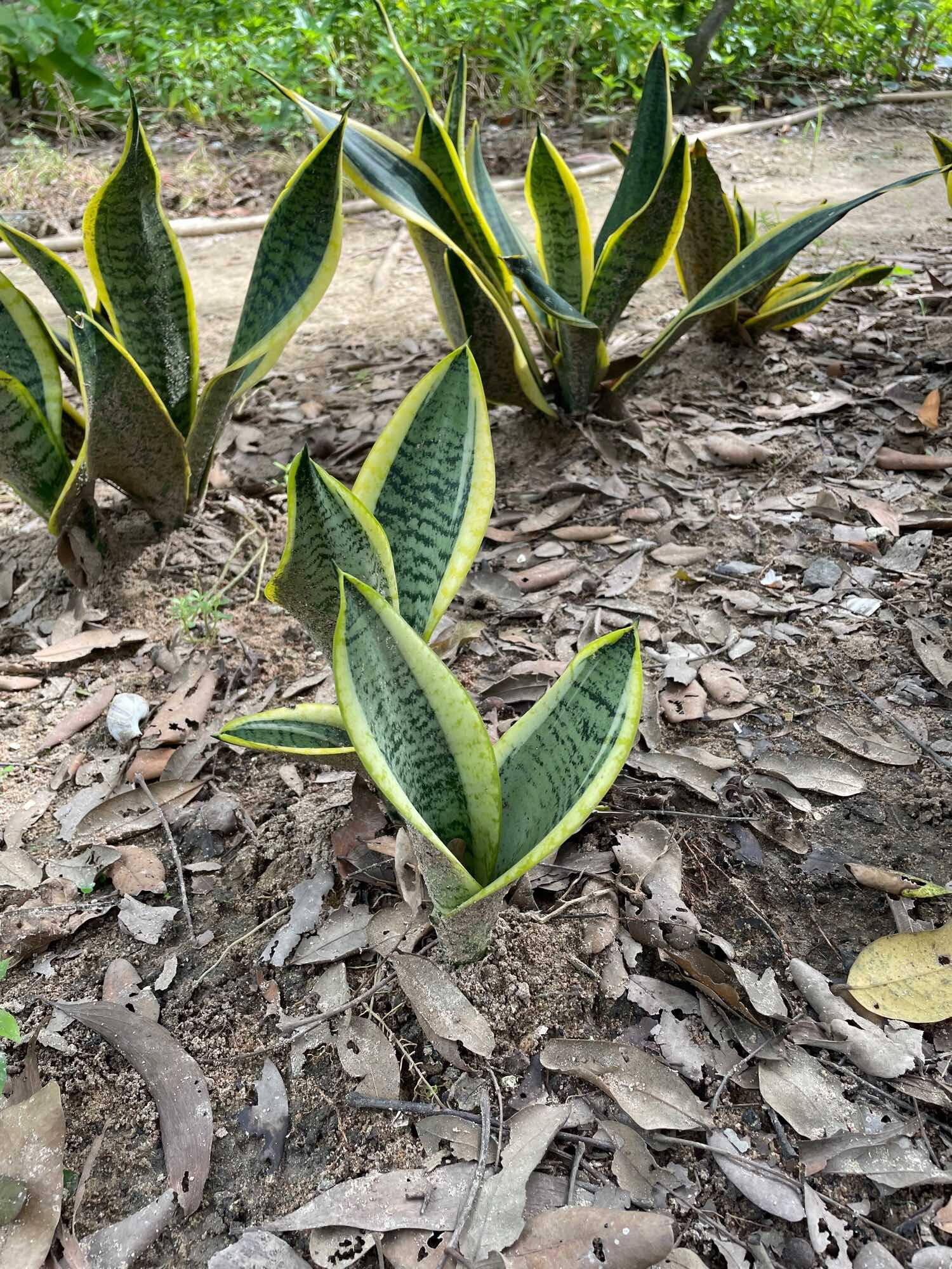 Dwarf Tiger Tongue with Small Golden Border