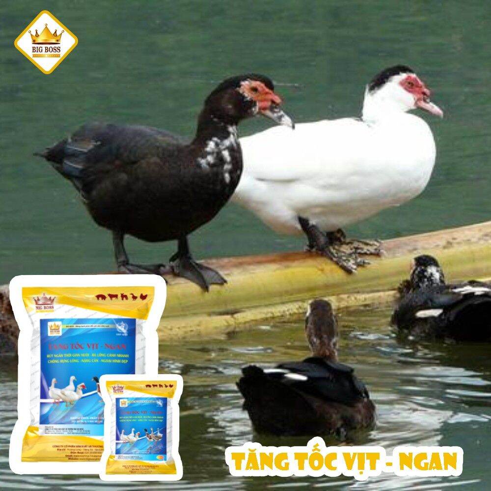 Siêu Tăng Tốc Vịt, Ngan (hàng chuẩn)
