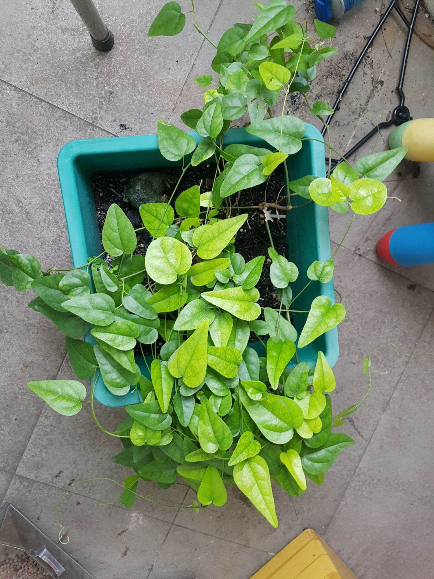 Cây sương sâm trơn Cây gieo từ hạt đã lớn, bộ rễ chắc khỏe.
