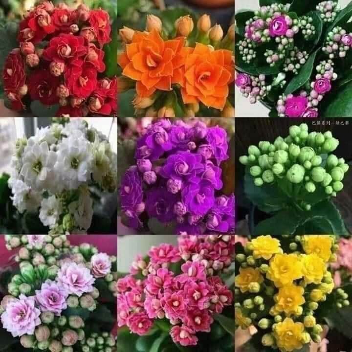 Cây giống hoa sống đời kép cây bán ảnh 2 ạ.