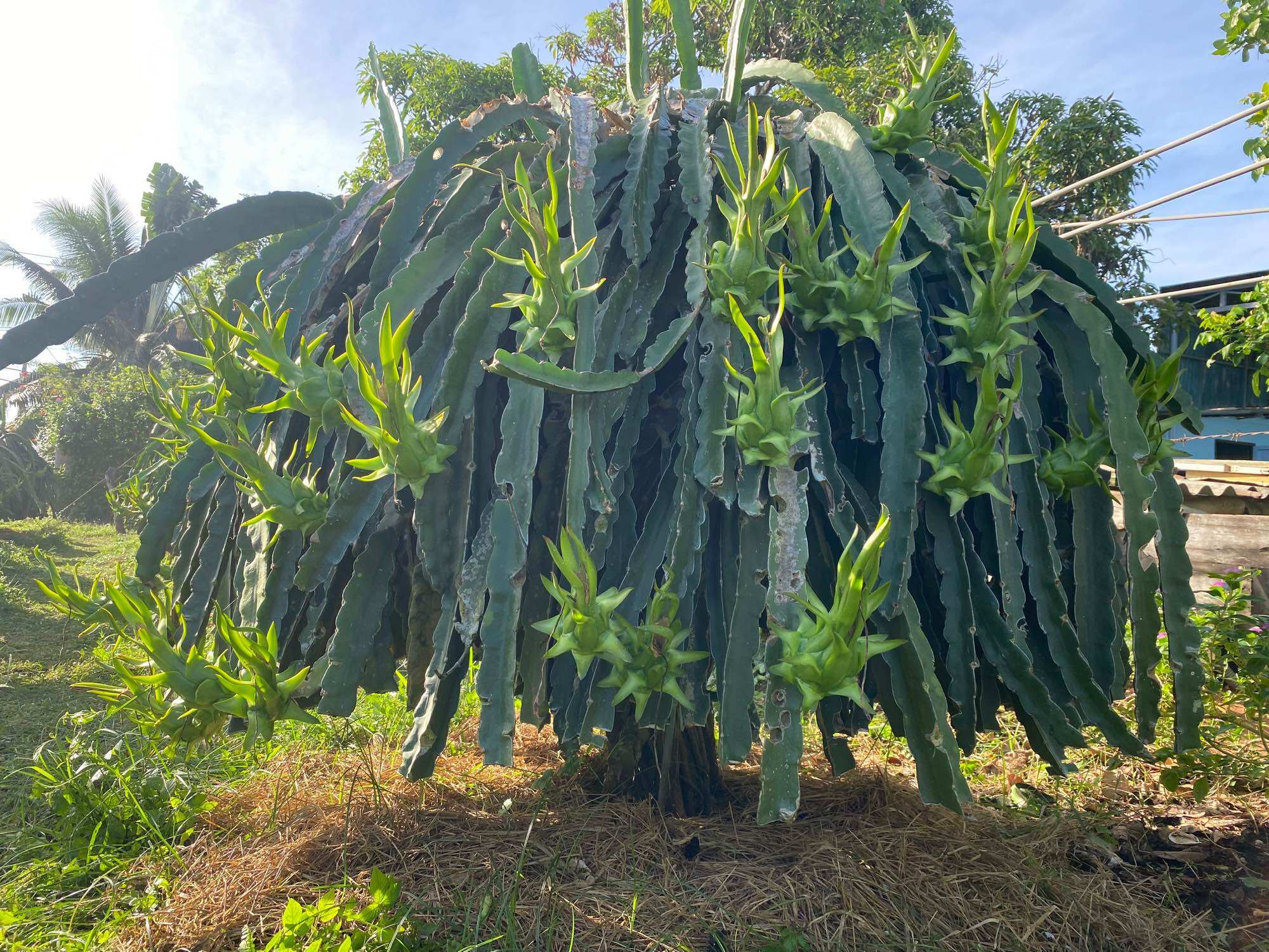 Phân bón hữu cơ Hydro Fulvic