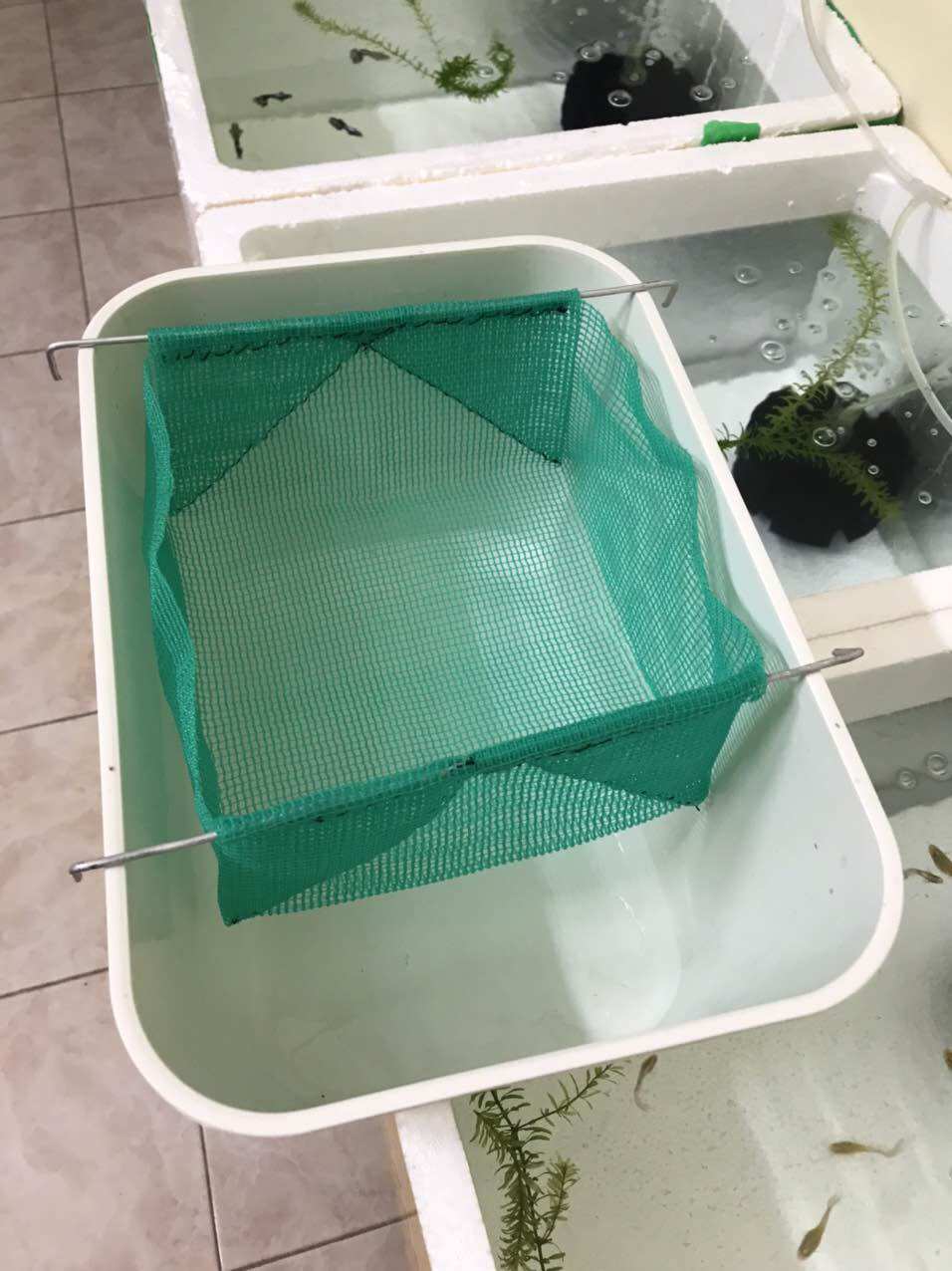 Lồng tách đẻ cá Guppy cho khay 7 lít