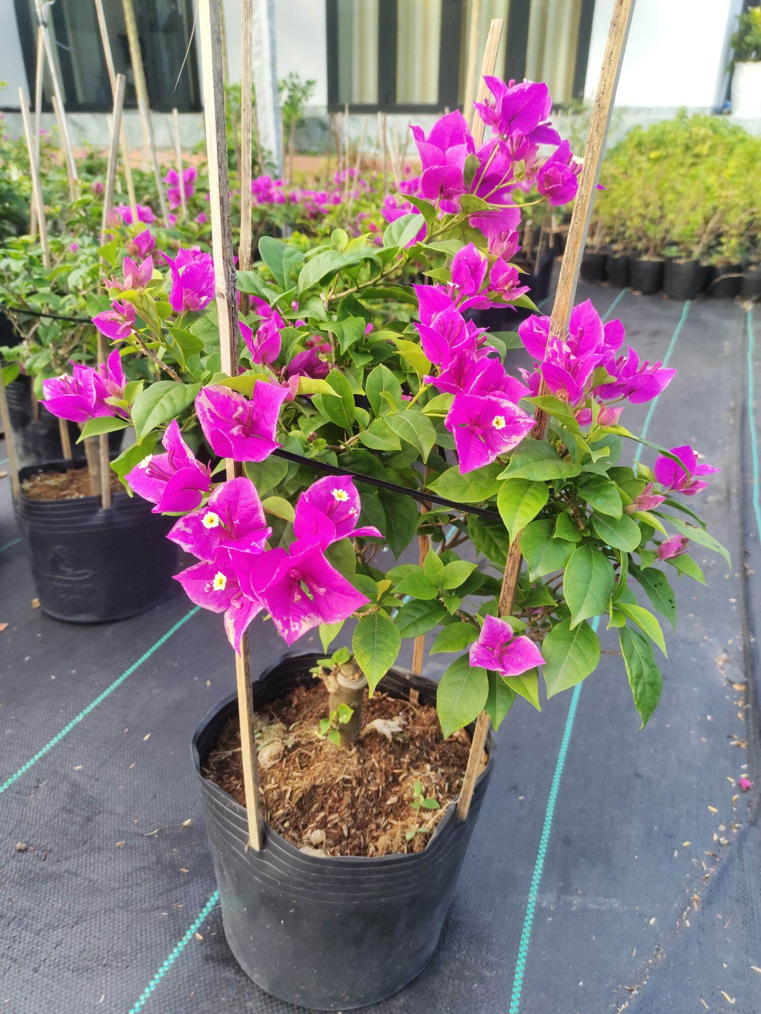 Cây Hoa Giấy Tím Bướm, cây đang hoa, thuần chậu.