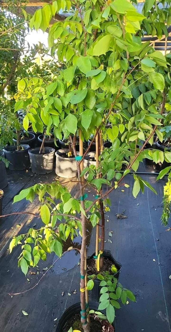 Cây Khế Thái đang trái
