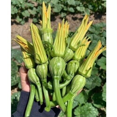 2 gram hạt giống bí ăn nụ f1 giống tốt nhiều nụ