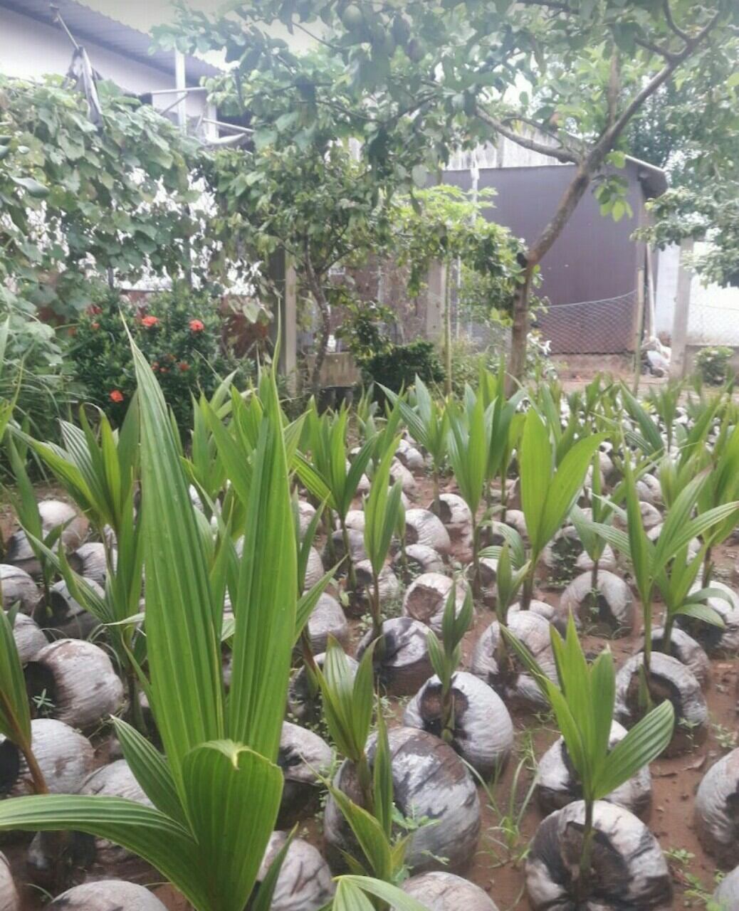 Dừa Sáp Giống