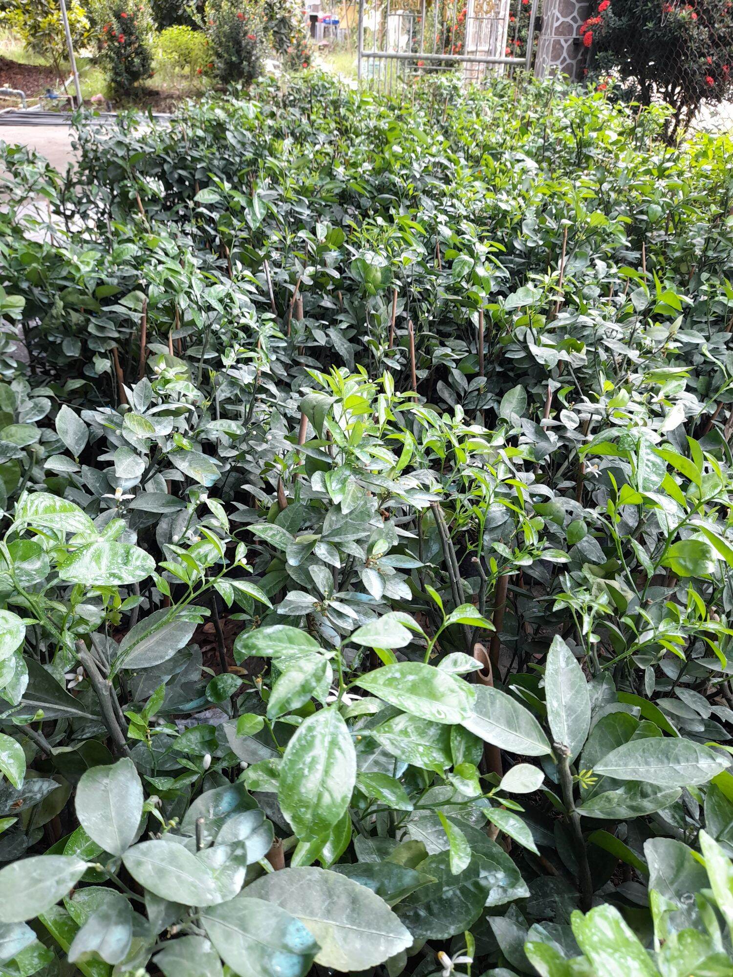 Quýt hồng Lai Vung (cây giống chiết cành)