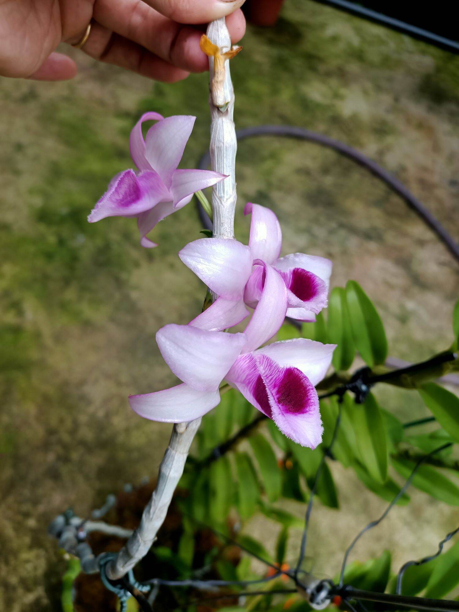 Cây giống hoa lan Cửu Long Cao Phong ( hàng nhân kie 15-25cm)