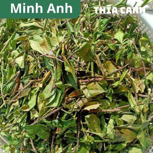 Dây thìa canh khô - túi 1kg - thảo dược tự nhiên tốt cho người tiểu đường, phơi xanh đẹp giá tốt
