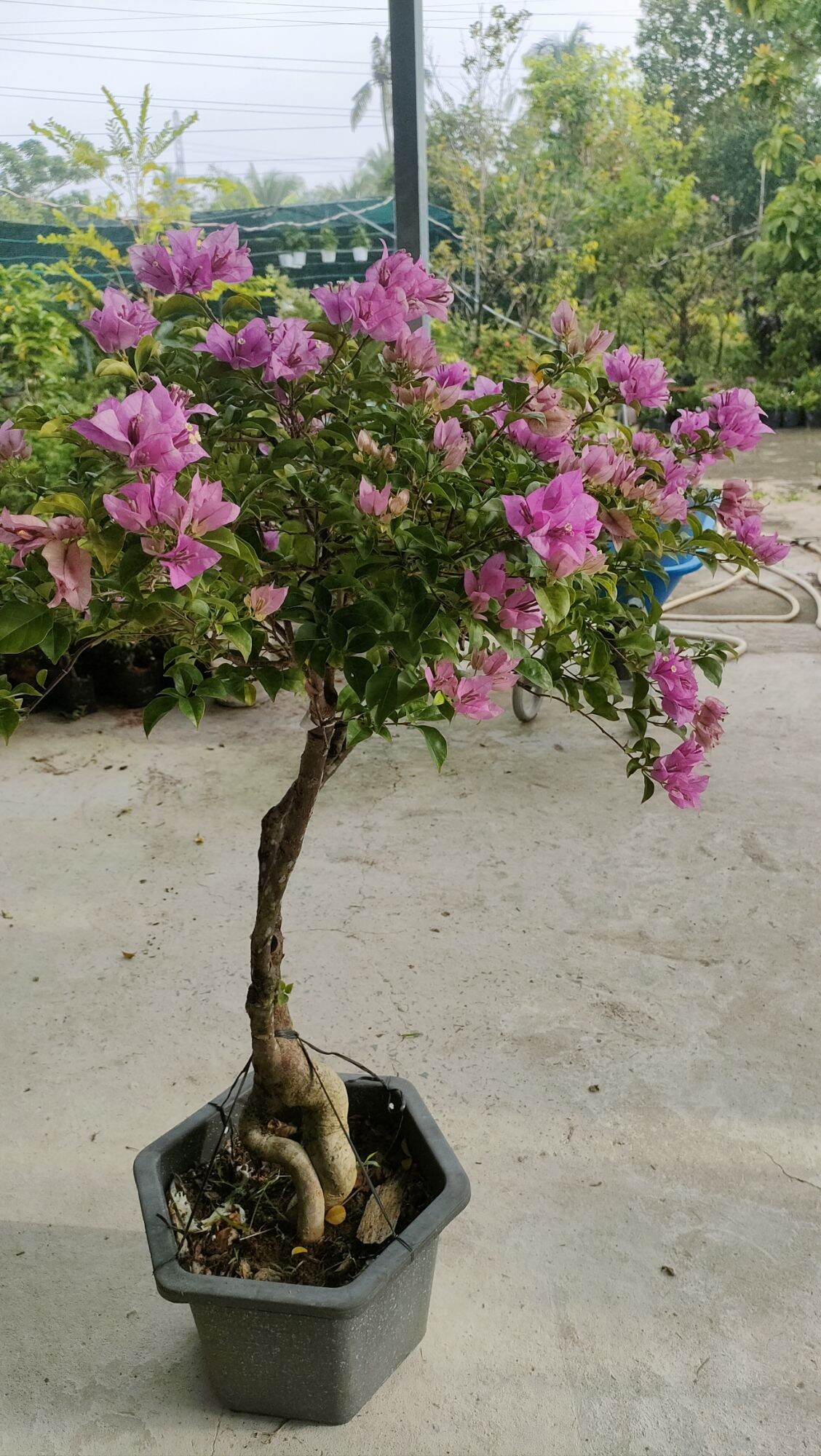 Chậu hoa giấy tím tuyết ( cao 1m )