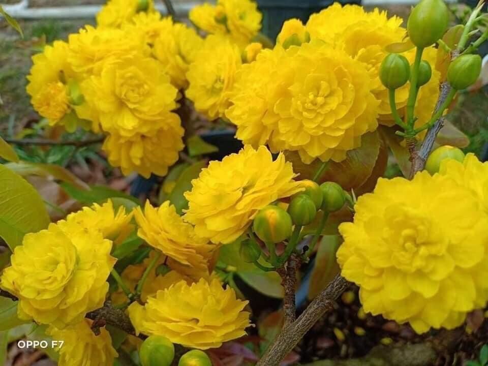 Mai cúc hai tầng hoa cực độc, đẹp, lạ gốc mai vàng quấn rễ bonsai để bàn