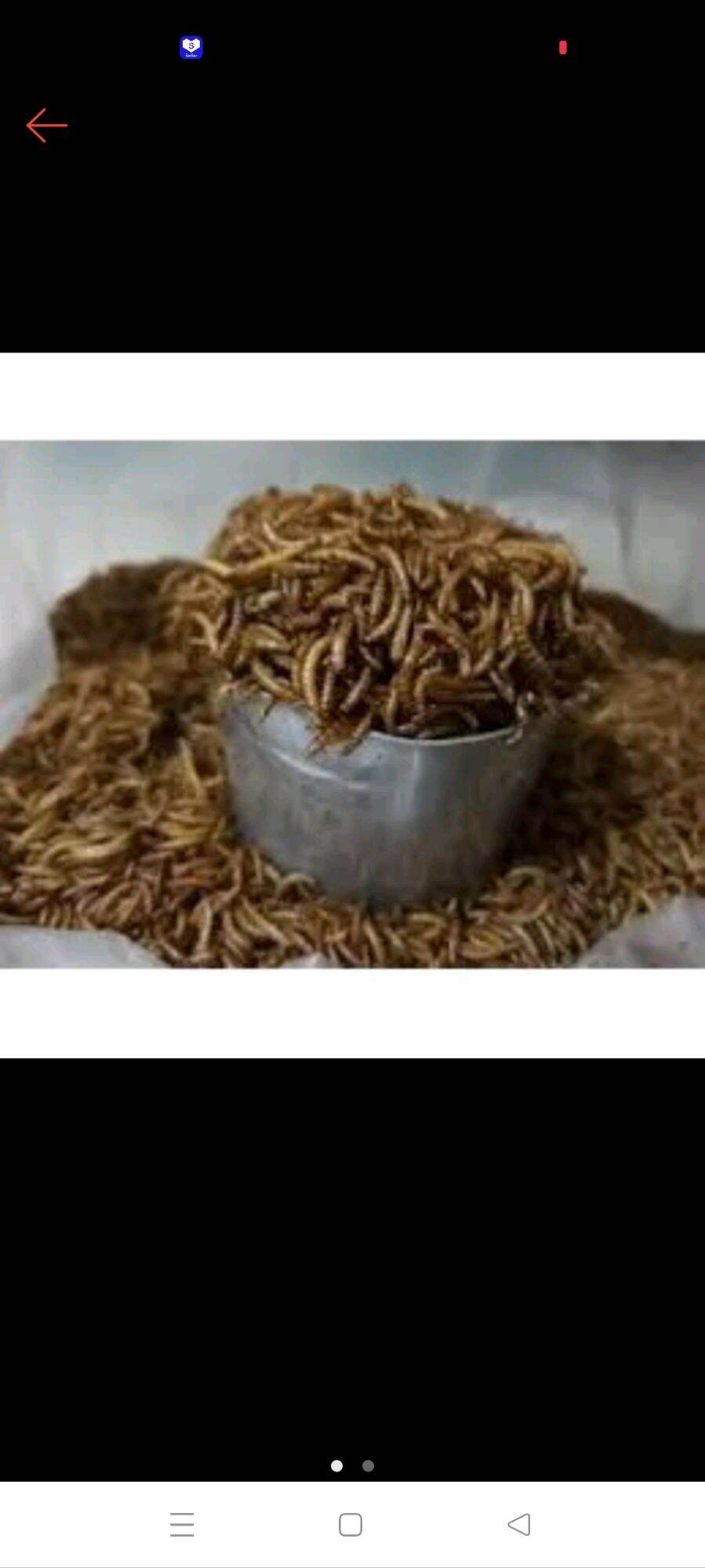 Sâu khô cho hamster 100garm