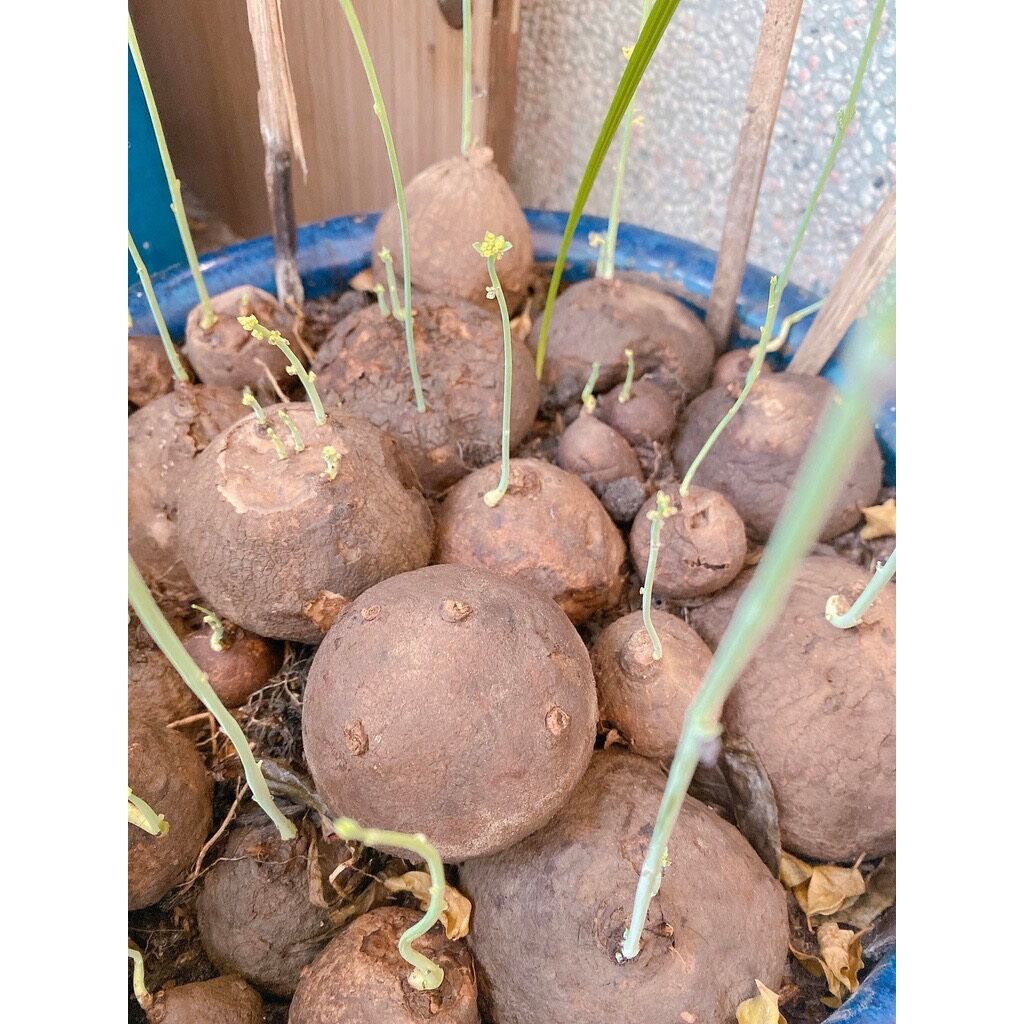 củ bình vôi thái