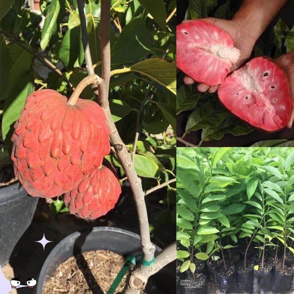 Cây giống na úc đỏ siêu sớm