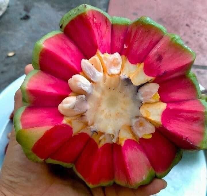 Na rừng tây bắc 1 quả ~1.5kg