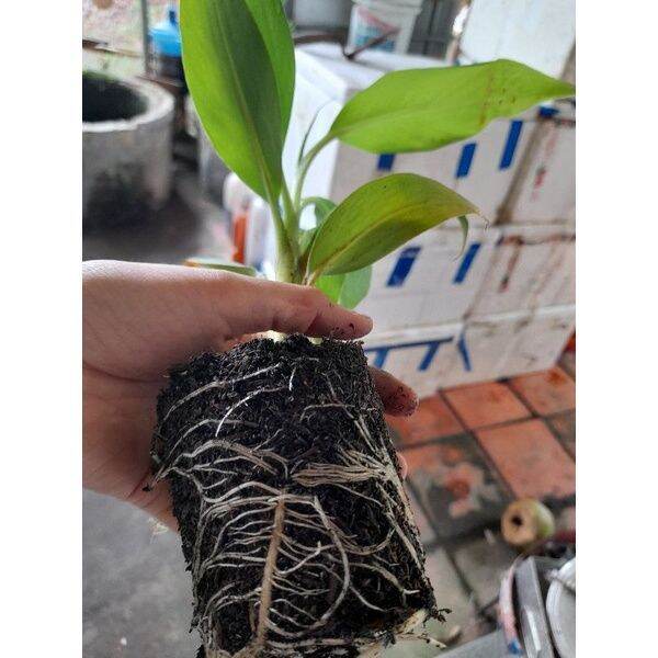 Chuối già LaBa (cây giống siêu sớm)
