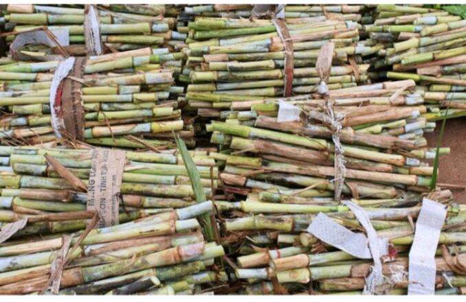 20k/1kg cỏ voi xanh Thái Lan