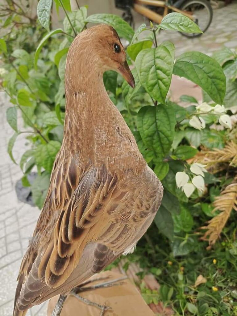 Mồi giả cúm núm