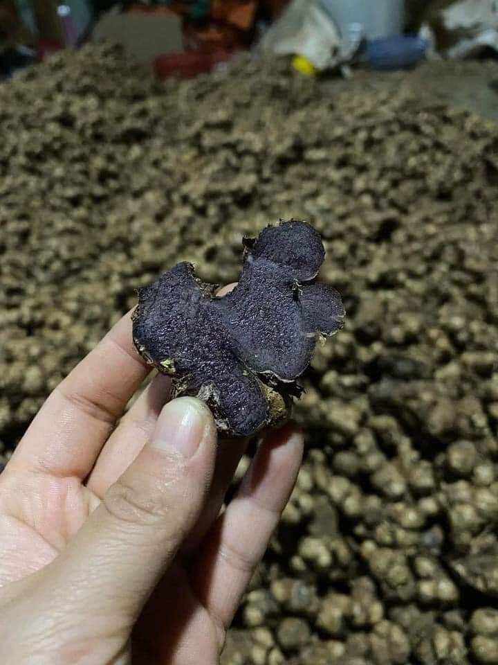 1kg GỪNG ĐEN( NGẢI ĐEN,NGẢI TÍM) CỦ TO GIÀ CHẮC LÕI, BAO TƯƠI MỚI.