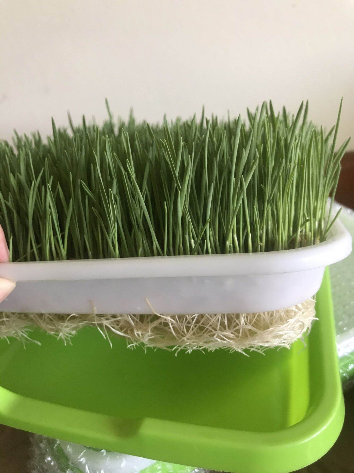 1KG Hạt giống CỎ LÚA MÌ Khải Minh Organic