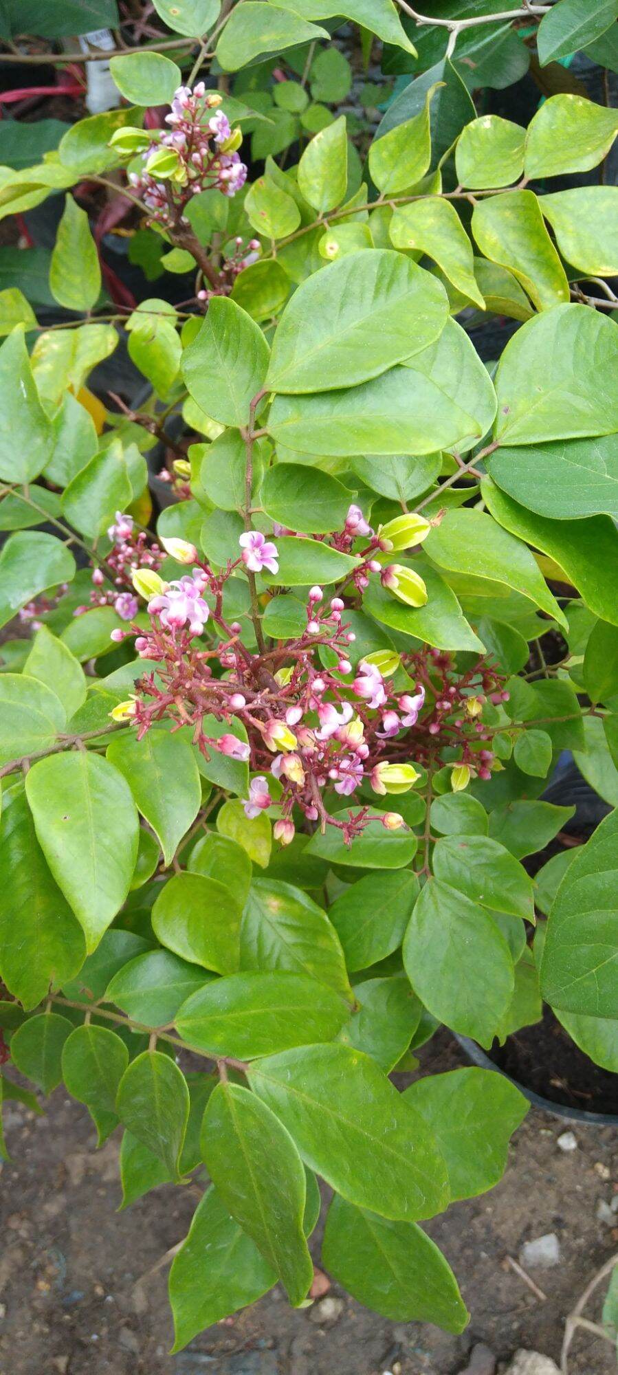 Cây khế ngọt, bầu to, cây đẹp cao 80cm.