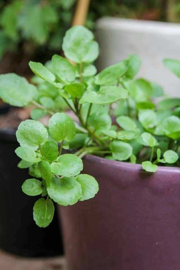 Hạt giống xà lách xoong