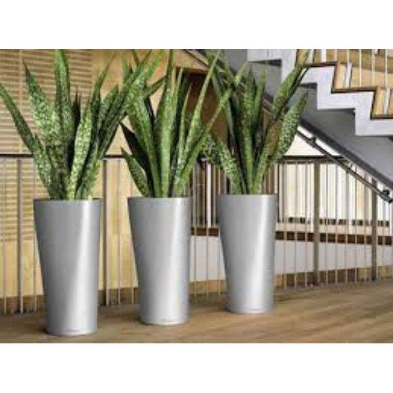 combo 3 cây lưỡi hổ dài 30cm