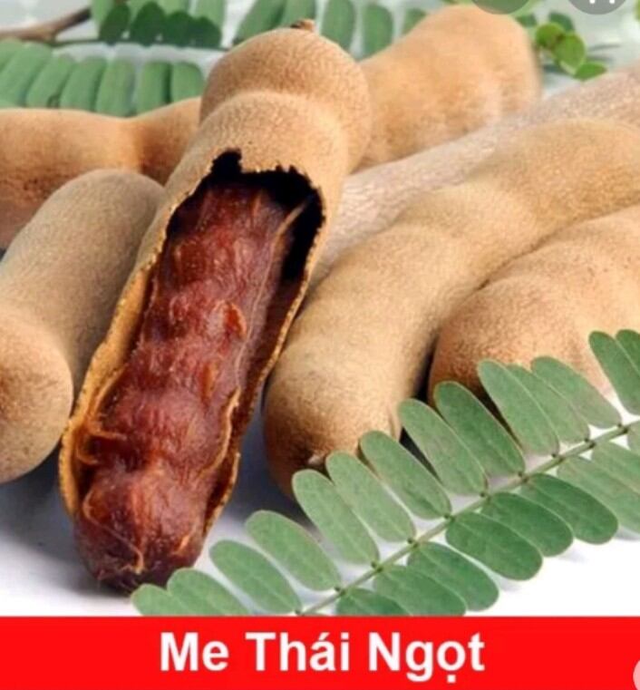 Cây giống me dốt Thái