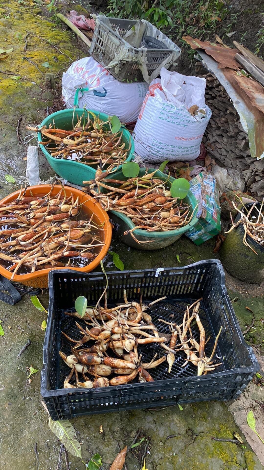 Củ Sen Thái- Trắng Hoàng Kim (củ giống)