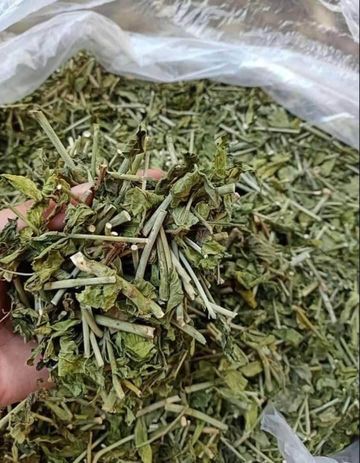 cây xương khỉ
