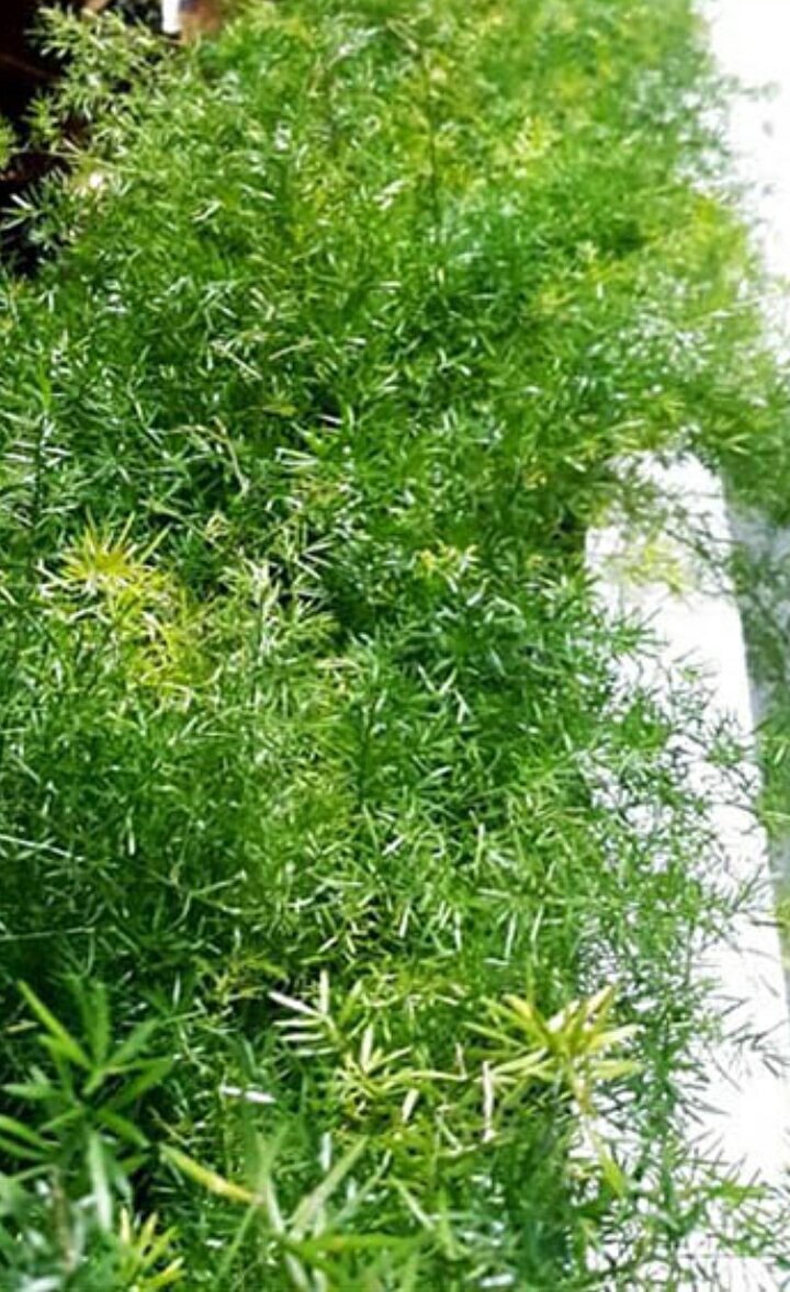 Cây Thiên Môn, dược liệu