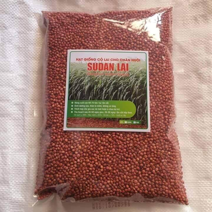 Hạt giống cỏ ngô sudan lai