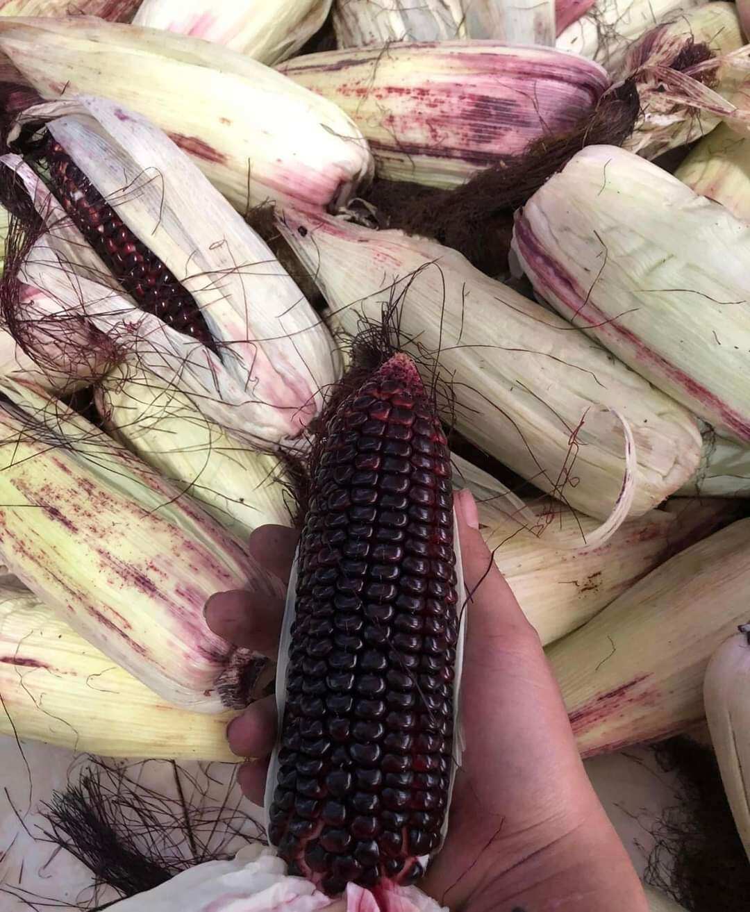 ngô tím nữ hoàng 1kg