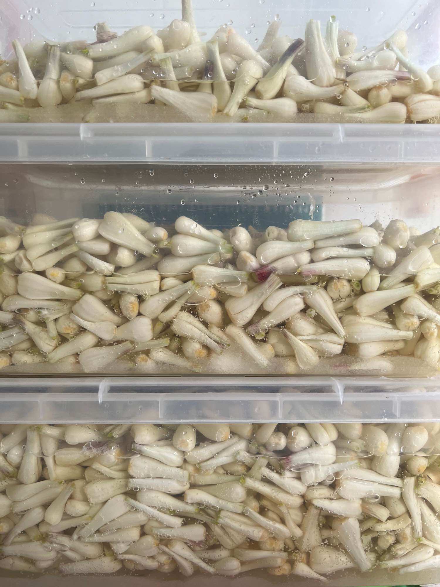 1 kg củ kiệu chua ngọt, nhà làm.
