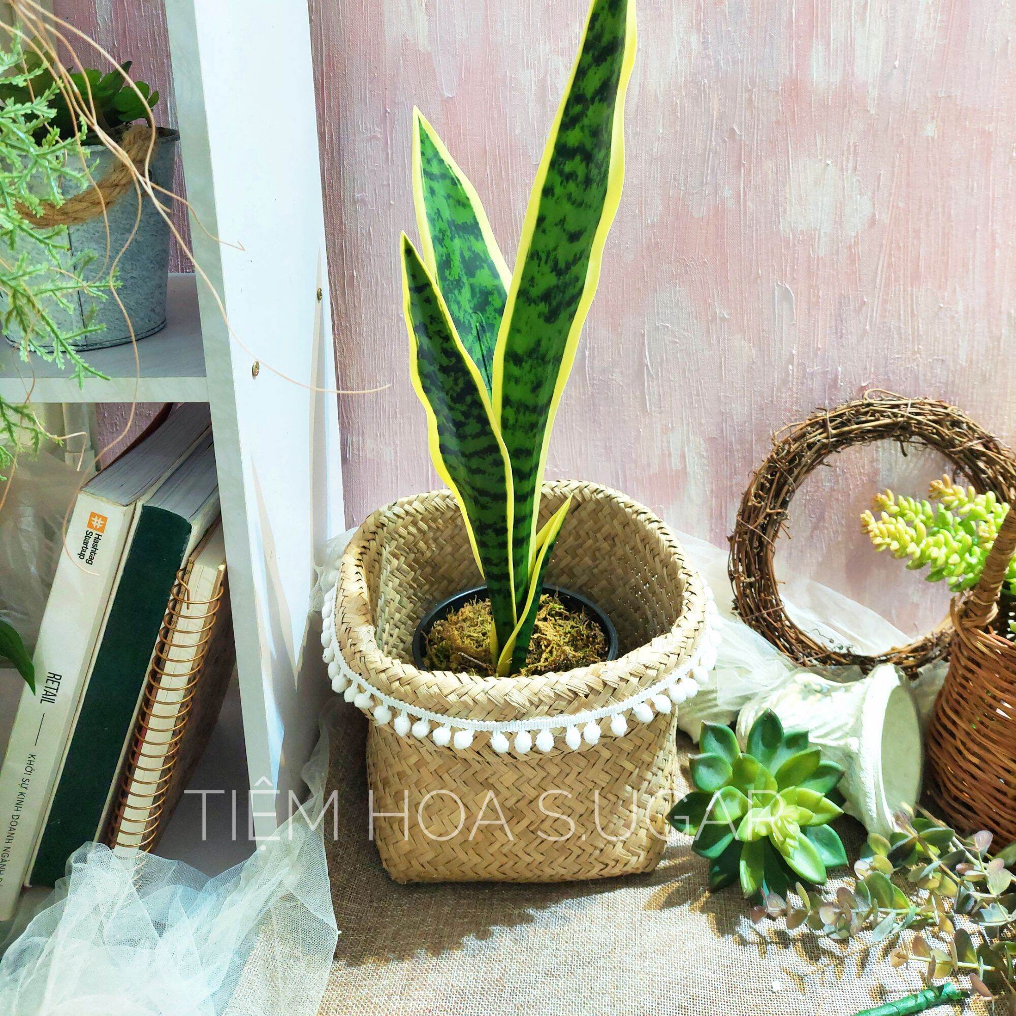 Cây cảnh giả decor cây trang trí
